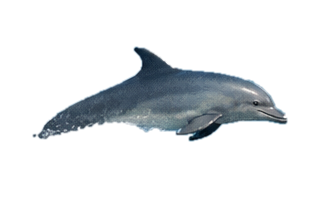 Delfin